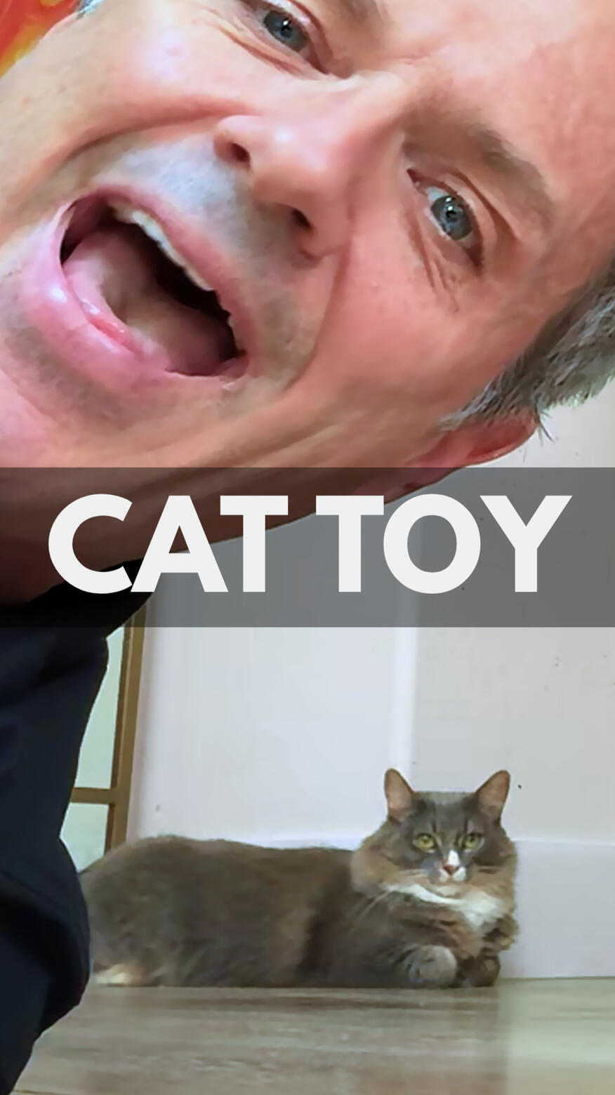 Cat Toy